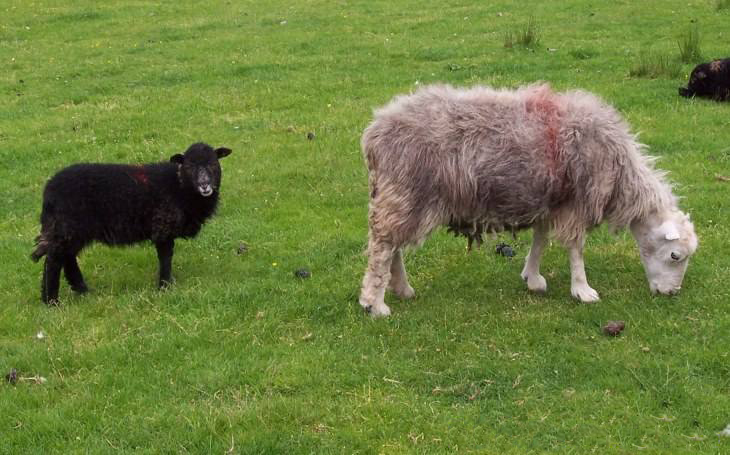 Herdwick Sheep & Lamb